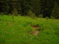 2013-06-22_Hirschhoerndl_Jochberg (024).JPG